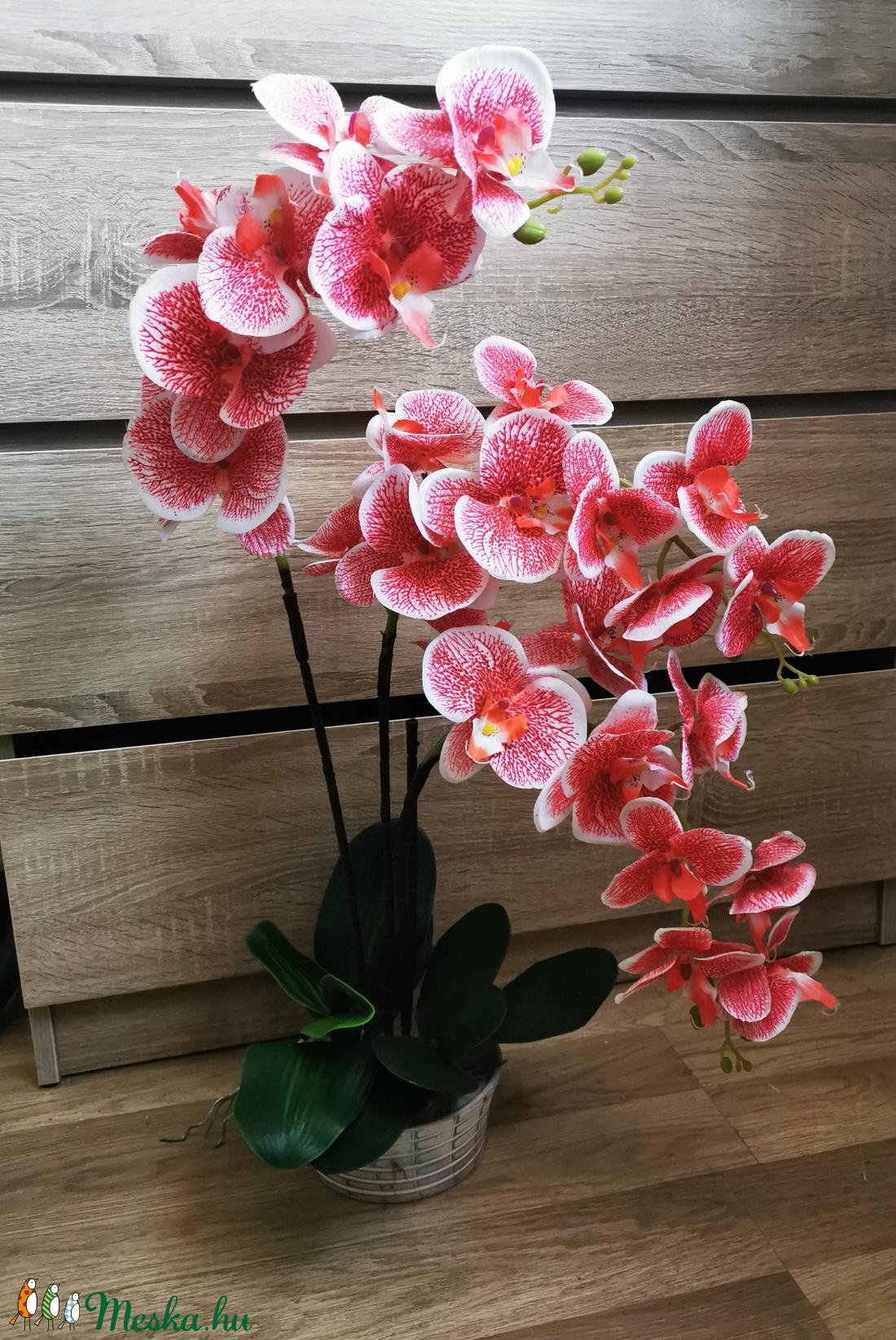  orchidea